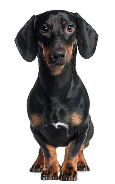 Dachshund, one year old, standing in front of white background.