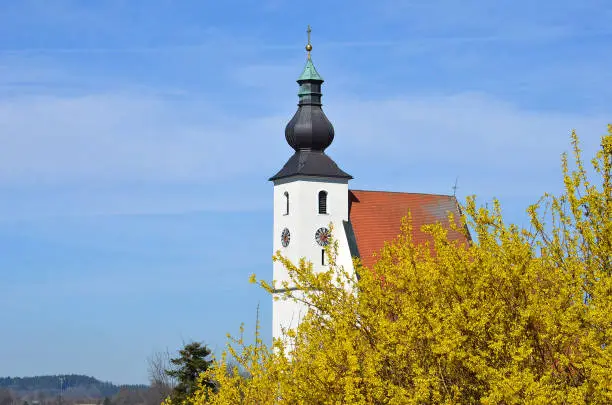 Photo of A forsythia shrub in spring in front of a church (Rüstorf, Vöcklabruck district, Upper Austria, Austria) - The shrub grows upright and reaches a height of three to four meters. The yellow flowers appear before leafing in spring, depending on the variety 