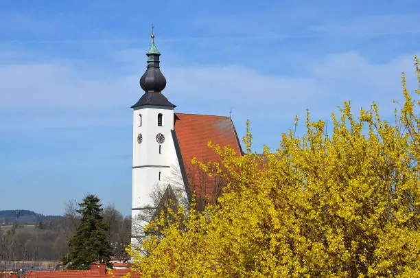Photo of A forsythia shrub in spring in front of a church (Rüstorf, Vöcklabruck district, Upper Austria, Austria) - The shrub grows upright and reaches a height of three to four meters. The yellow flowers appear before leafing in spring, depending on the variety 