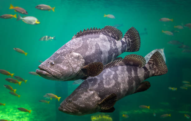 istock Giant grouper or brown spotted grouper fish. 1210992961