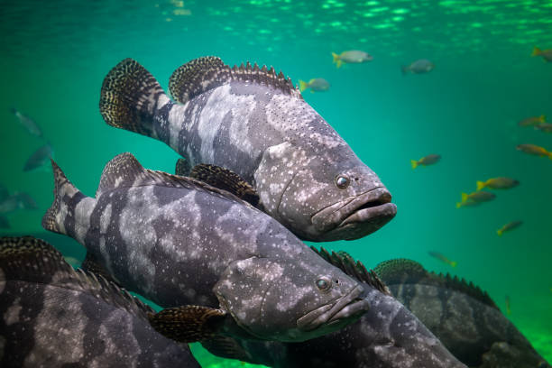 istock Giant grouper or brown spotted grouper fish. 1210993404