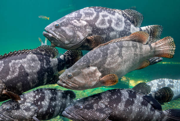 istock Giant grouper or brown spotted grouper fish. 1210993663