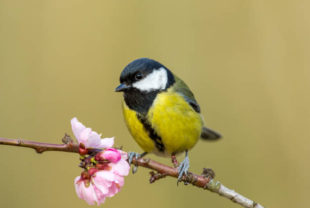 istock Great Tit perched on a branch with pink cherry blossom 1210993693