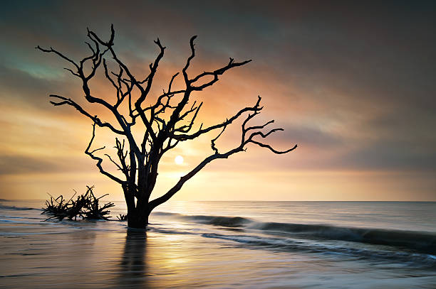 istock Bone Yard Sunrise at Botany Bay Beach on Edisto Island 121099472