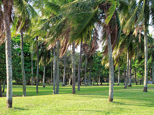 istock Park full of coconut palms 121099588