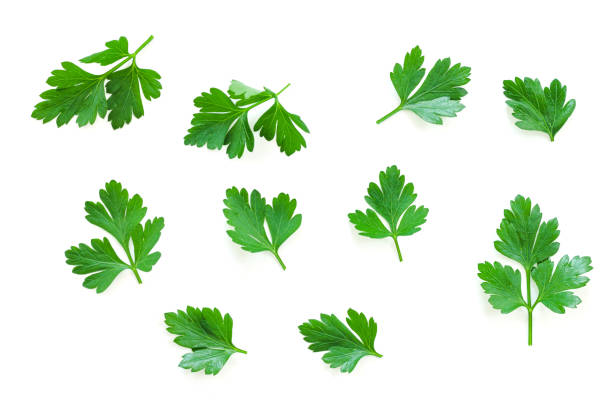 istock Parsley herb set. Parsley isolated on white background. 1210997004