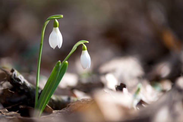 istock Close up of snowdrop flowers blooming in sunny spring day - selective focus, copy space 1210997090