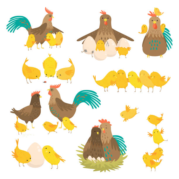 Cute cartoon cock family set isolated on white background Cute cartoon chicken, cock hen set. Roosters with family in different poses, in nest, with little broilers chicks hatched from eggs. Easter farm birds collection in flat style animal family stock illustrations