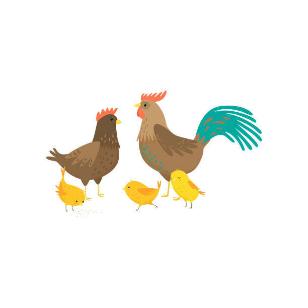 Cock, hen and three yellow chickens in yard isolated on white background Cock, hen and three yellow chickens in yard on white. Chicks running, eating, singing, father rooster and mother look at each other. Happy family concept. Easter farm birds collection in flat style chickens in the poultry yard eating stock illustrations