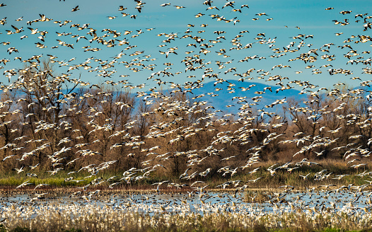 Lesser snow geese flying and landing at the Gray Lodge Wildlife Area in the Sacramento Valley, Butte County, California