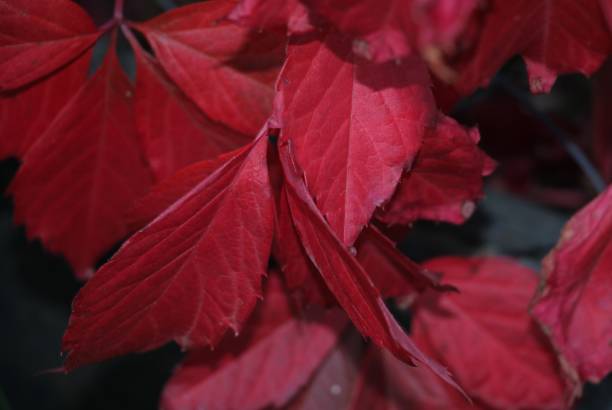 istock red leaves of wild grapes close up 1210998342