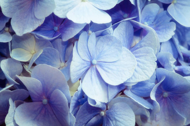 istock beautiful flower with blue petals 1210998459