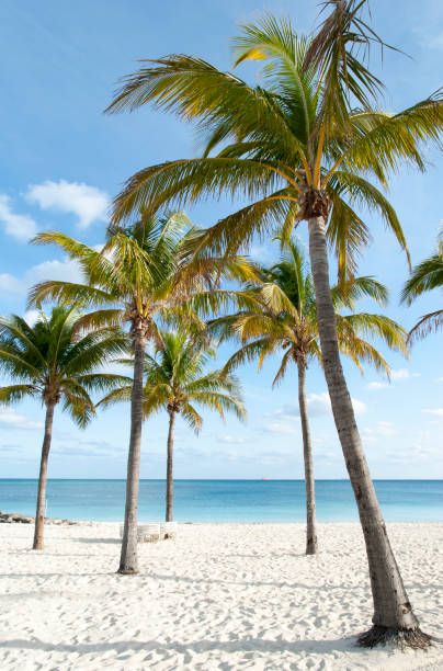 istock Grand Bahama Island Beach Palms 1210998526