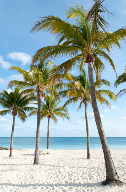Grand Bahama Island Beach Palms stock photo