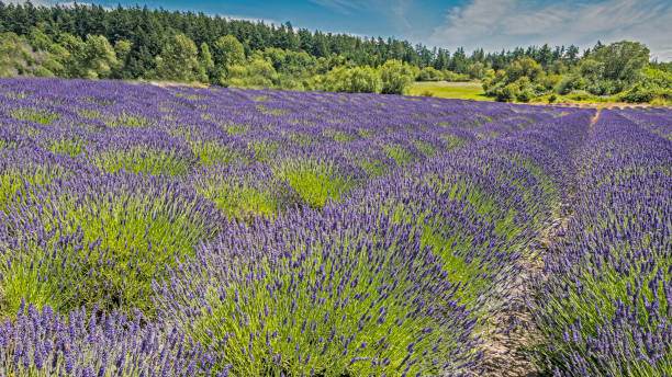 istock A lavender field on San Juan Island, Washington 1210999928