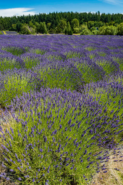 A lavender field on San Juan Island, Washington
