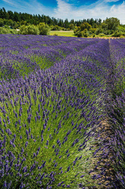 istock A lavender field on San Juan Island, Washington 1210999943