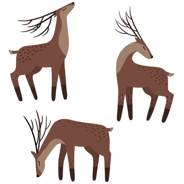 Set of hand drawn deers. Vector illustration. doe stock illustrations