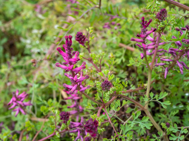 istock Ordinary fumigation plant in the garden 1211002070
