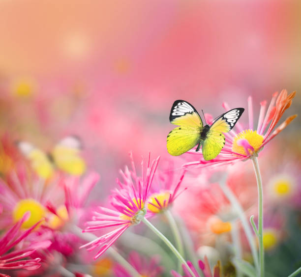 istock Beautiful butterfly and flowers. Summer concept. 1211002814