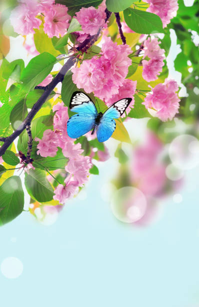 istock Cherry blossoms over nature background. Spring flowers. Spring Background with bokeh. Butterfly. 1211002987