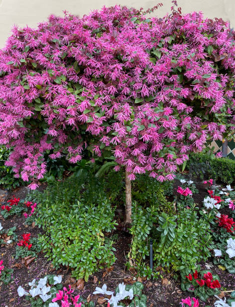 istock Spring Arrives in the Garden 1211003067