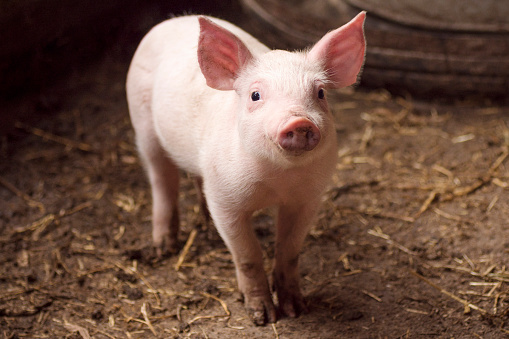 Cute little pig or piglet is standing in pigpen, agricultural pig breeding concept.