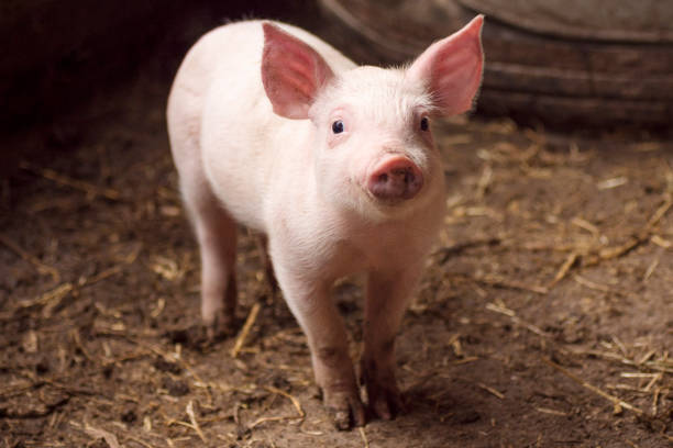 cute little pig in pigpen Cute little pig or piglet is standing in pigpen, agricultural pig breeding concept. animal husbandry photos stock pictures, royalty-free photos & images