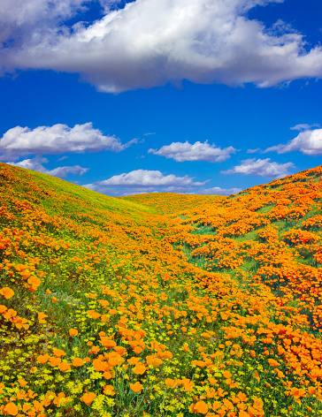 Cosmos landscape near Busan, South Korea in sunny autumn weather