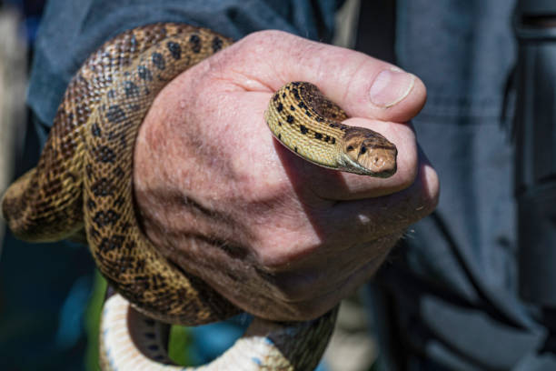 istock Pacific gopher snake, Henry snake, coast gopher snake, bullsnake, western gopher snake is Pituophis catenifer. A species of nonvenomous colubrid snake endemic to North America. Jenner Headlands Preserve in Sonoma County, California. 1211004114