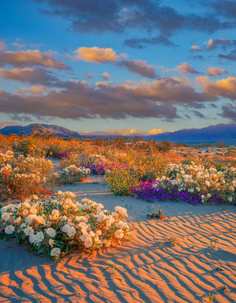 frühlingswildblumen in anza borrego desert state park, ca - wildflower california desert spring stock-fotos und bilder