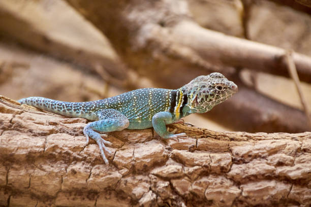 lézard à collier commun mâle sur une branche - lizard collared lizard reptile animal photos et images de collection