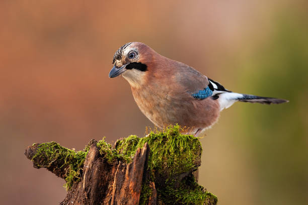 Eurasian jay, garrulus glandarius, looking and sitting on a trunk in nature Eurasian jay, garrulus glandarius, looking and sitting on a trunk in autumnal nature with blurred orange background. Passerine bird perched in wilderness. eurasian jay photos stock pictures, royalty-free photos & images