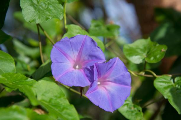 istock Pretty flowers in a Cuban garden 1211005151