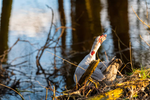 two  warty ducks are on a small river in northern germany