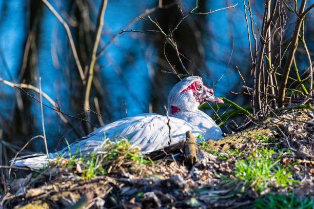 two  warty ducks are on a small river in northern germany