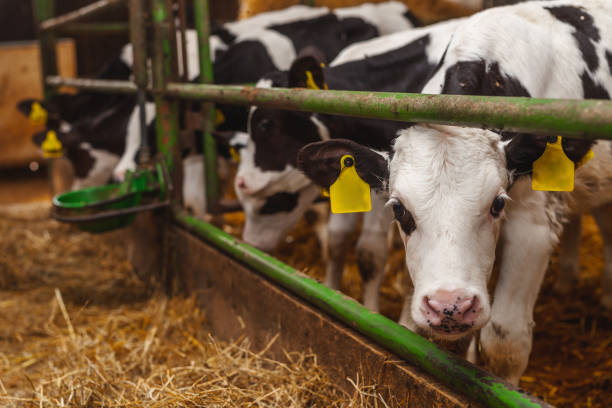 istock cows grazing in stable beef production 1211006195