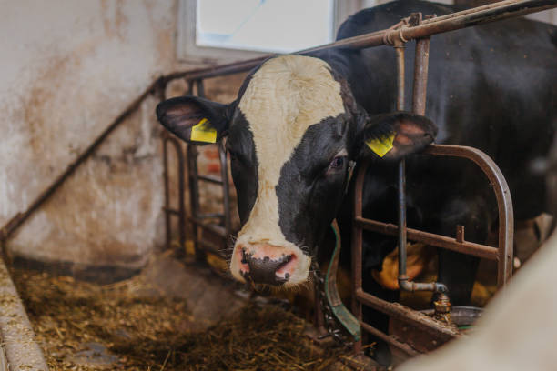 istock cows grazing in stable beef production 1211007048