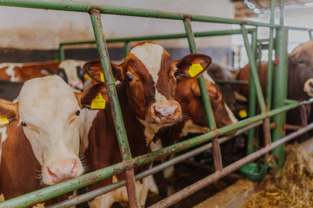istock cows grazing in stable beef production 1211007154