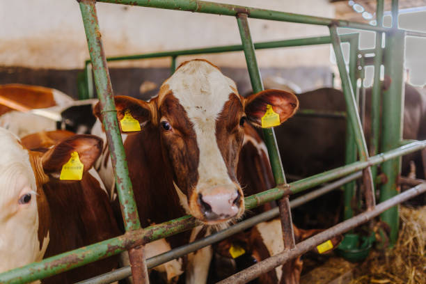 istock cows grazing in stable beef production 1211007177