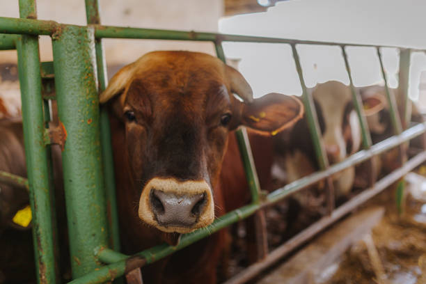 istock cows grazing in stable beef production 1211007188