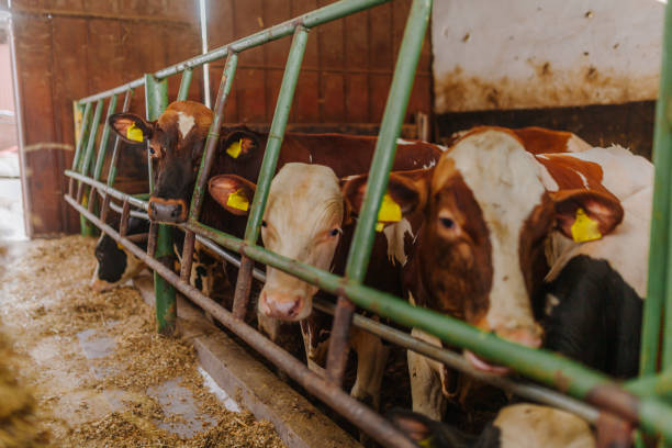 istock cows grazing in stable beef production 1211007244