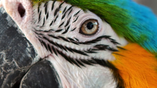 Close up Blue and gold macaw parrot eye.