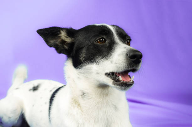 istock Confused dog on purple simple isolated background with copy space, basenji 1211009418