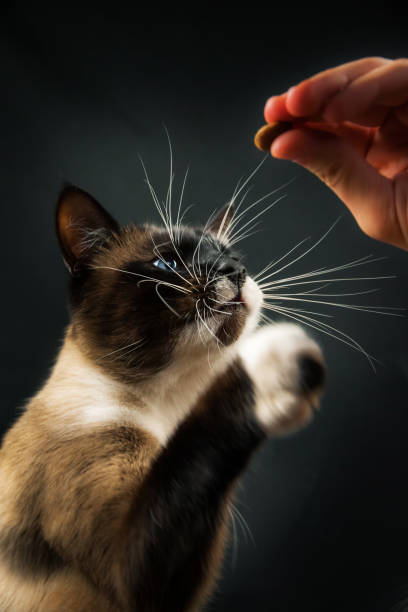 istock Siamese cat asks to eat on a simple black isolated background with a copy space 1211009518