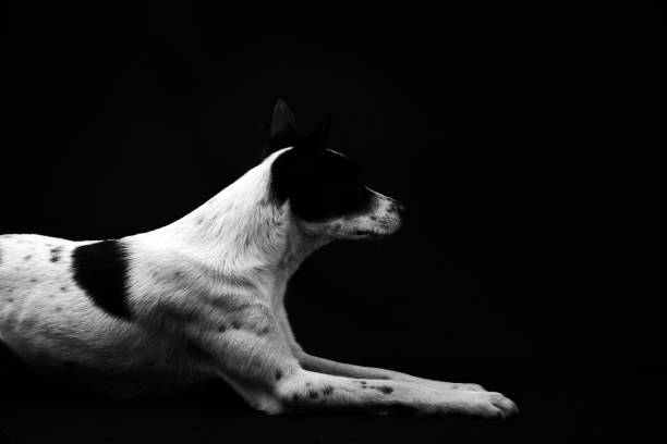 border collie portrait