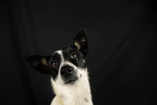 istock Basenji dog portrait on a simple black isolated background with a copy space 1211009533