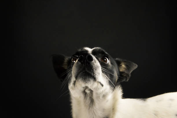 istock Basenji dog portrait on a simple black isolated background with a copy space 1211009534