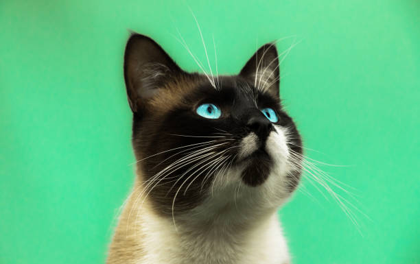 istock Close-up surprised siamese cat on green isolated plain background 1211009584