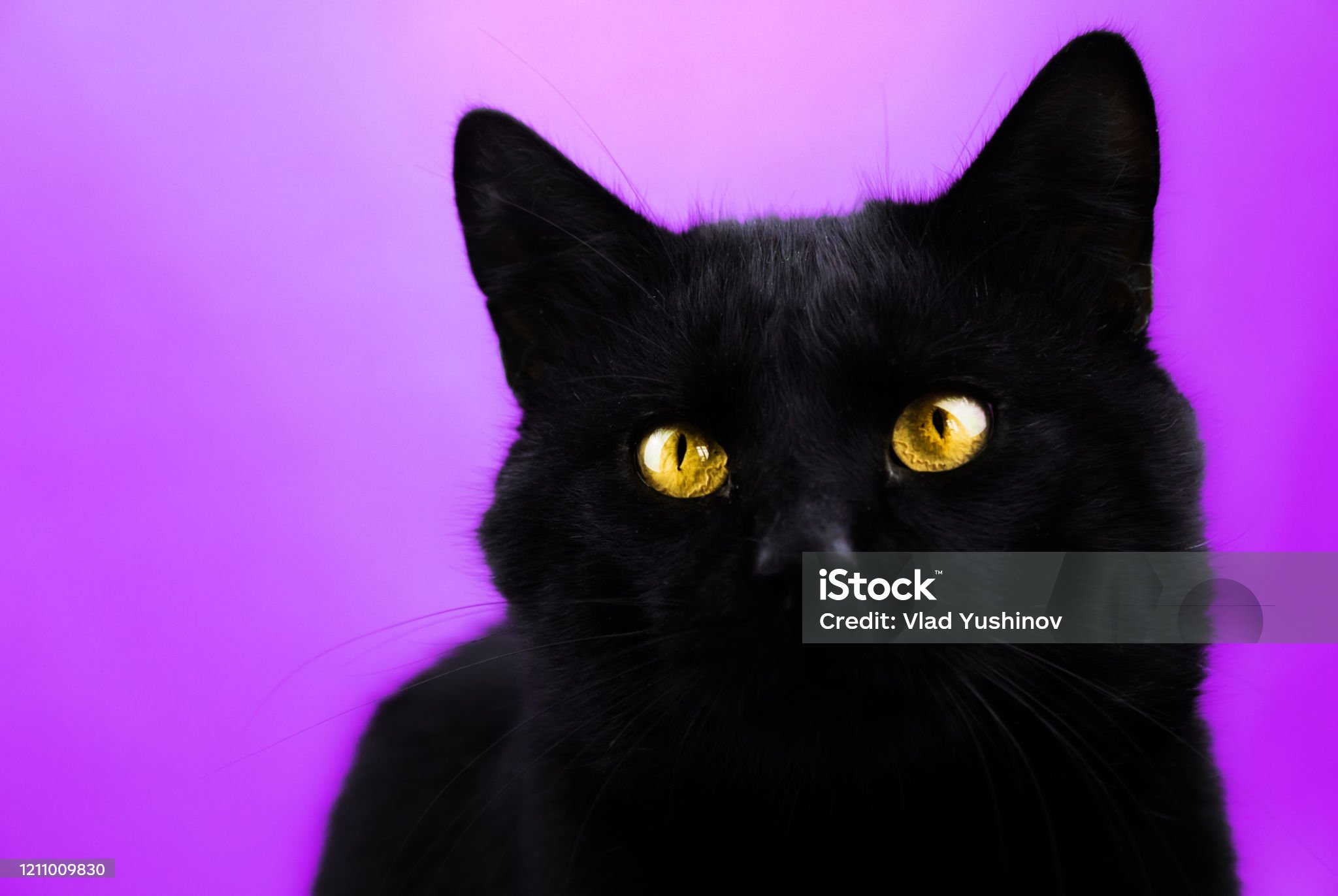 portrait-of-a-black-cat-on-a-simple-purple-background.jpg
